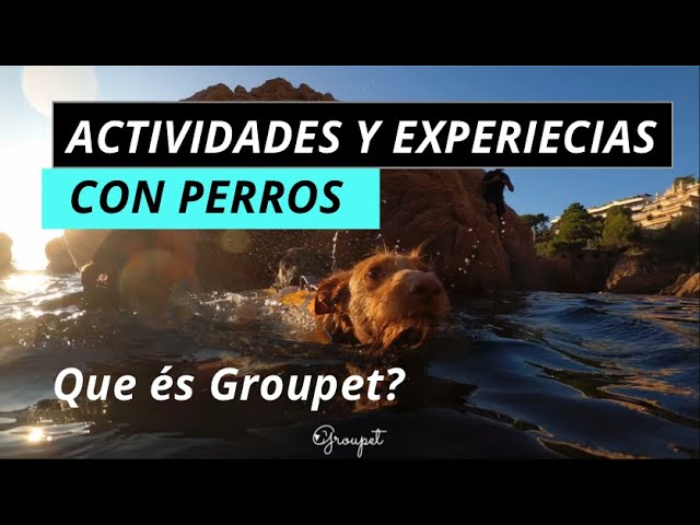 actividades-de-ocio-en-Espana-con-mascotas - Spain News 24h actividades de ocio en España con mascotas