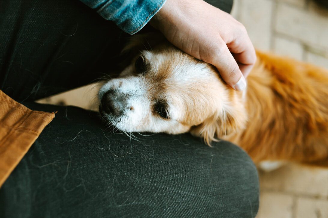 A cute and small brown dog being cuddle - Spain News 24h